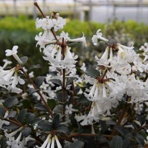 Osmanthus delavayi 30-40 cm